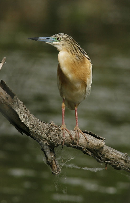 Sgarza ciuffetto - Ardeola ralloides